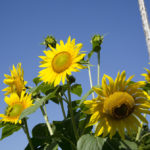 Sunflower in my Garden