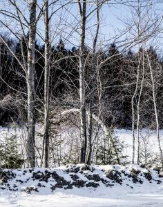 Birches-on-Faulkner-Road-r