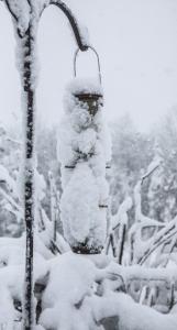 Snow - Bird feeder - r