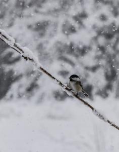 Snow - Chickadee - r