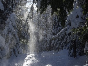 Vermont-Winter-Sun-Through-the-Snowclad-Evergreens